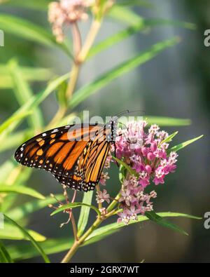 Newly emerged female Monarch butterfly, Danaus plexippus, resting on a bloom of swamp milkweed in Kansas, USA Stock Photo