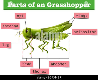 Diagram showing different parts of grasshopper Stock Vector