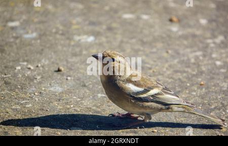 a female chaffinch (Fringilla coelebs) feeding on the garden patio Stock Photo