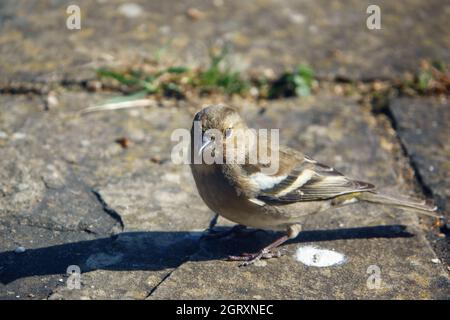 a female chaffinch (Fringilla coelebs) feeding on the garden patio Stock Photo