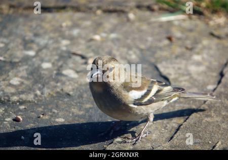 a female chaffinch (Fringilla coelebs) feeding on the garden patio Stock Photo