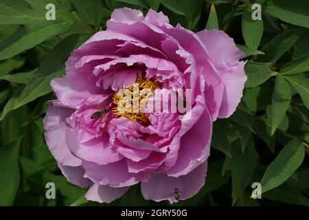 Pink Tree Peony Paeonia suffruticosa Stock Photo