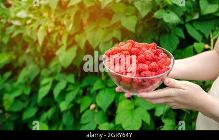 Freshly picked raspberries in hand of farmer. Summer healthy harvest. Berry harvesting. Selective focus Stock Photo