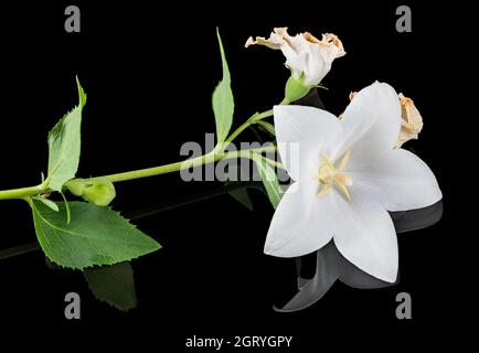 Closeup of white form balloon flower twig with reflection on black background. Platycodon grandiflorus. Fresh and wilted blooms, green leaves or a bud. Stock Photo