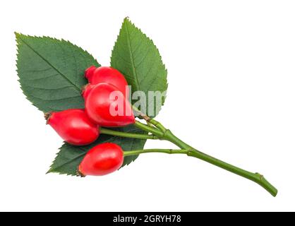 Healthy sweet rosehips on young briar twig. Red rose hips and fresh leaves on green stem. Vitamins for health prevention and protection in wild fruit. Stock Photo