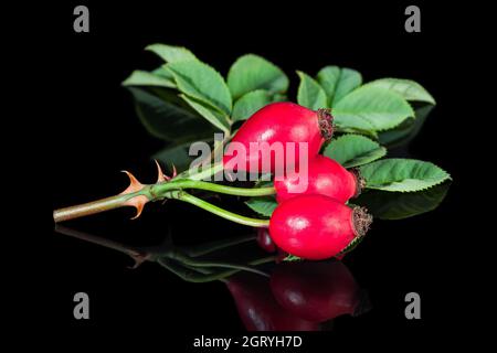 Sweet ripe rosehip fruits on beautiful briar twig with reflection on shiny black background. Closeup of red rose hips, green leaves or thorns on brier. Stock Photo