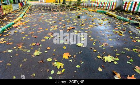 Autumn background of yellow maple leaves lying on the asphalt. Fallen leaves in the rain. Stock Photo