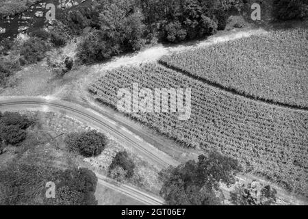 Monotone aerial landscape pattern of a road and railway tracks beside rows of sugarcane Stock Photo