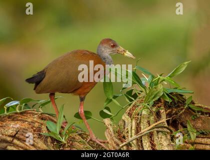 Grey-necked Wood Rail (Aramides cajaneus), Costa Rica Stock Photo