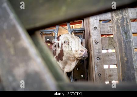 The cattle head and body are immobilized. Livestock Tags on a Cows Stock Photo