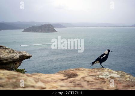 Pacific ocean as seen from Barrenjoey headland with an australian magpie in the front. Stock Photo