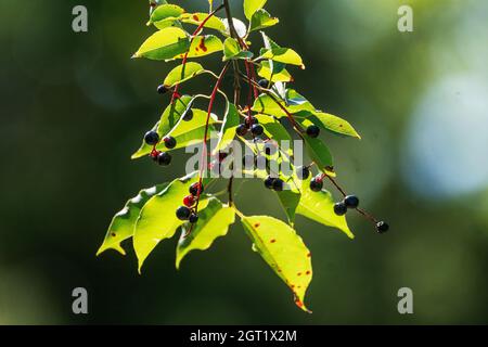 Black cherry leaves and fruit Stock Photo
