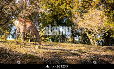 A young wild Sika deer in Nara Park. Cervus nippon during pink cherry blossom spring season, with sakura tree in bloom. Tourist attraction of Japan. Stock Photo