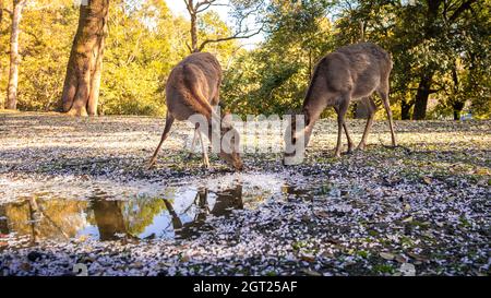 Sika deer live freely and drinking water on puddle with sakura flowers in a Japanese Nara Park at sunset. Wild Cervus nippon drink with cherry blossom Stock Photo