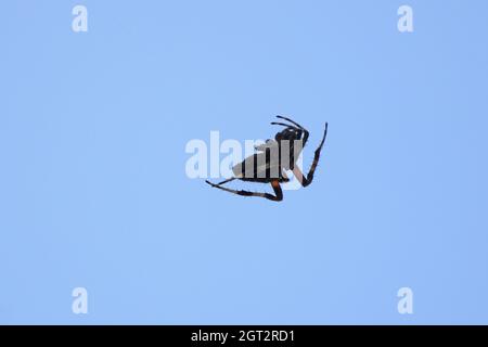 Grey House Spider Stock Photo