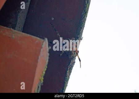 Grey House Spider Stock Photo