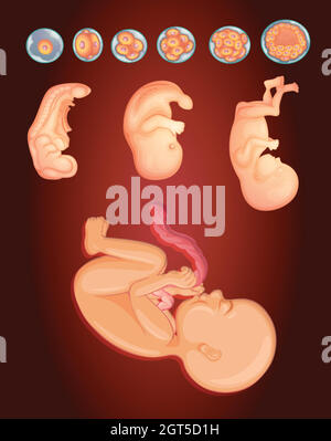 Diagram showing baby growing inside woman womb Stock Vector