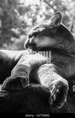 Mountain lion sleeping, closeup portrait in black and white  Stock Photo