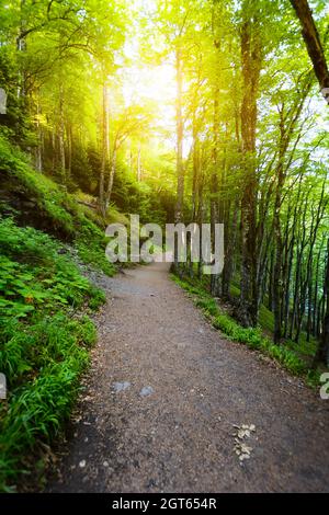 Footpath under trees around the Lake Pavin in Auvergne Stock Photo