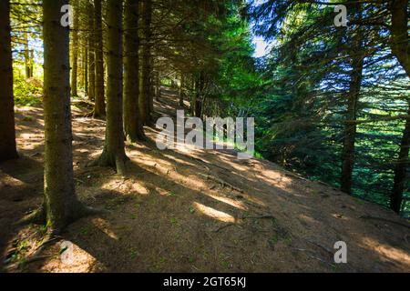 Footpath under trees around the Lake Pavin in Auvergne Stock Photo