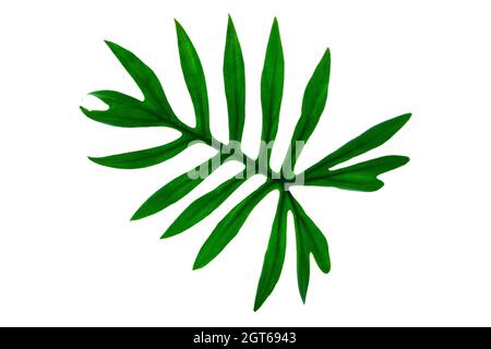 Monstera Plant Leaves, The Tropical Evergreen Vine Isolated On White Background