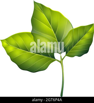 green leaves illustration Stock Vector Image & Art - Alamy