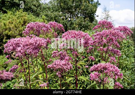 Eupatorium maculatum (Atropurpureum Group) Baby Joe. Purple flowers perennial plant. Stock Photo