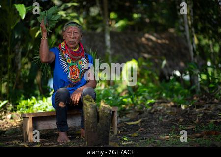 Nueva Loja, Sucumbios / Ecuador - September 2 2020: Old shaman of the Cofan nationality sitting on a small wooden bench performing a healing ritual in Stock Photo