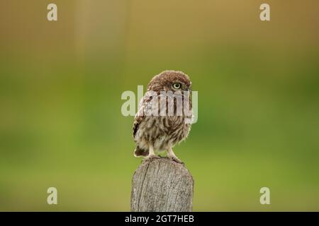 A Little Owl On A Post
