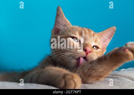 Close Up Of Cute Little Red Kitten, While Its Licking Its Paw, Blue Background