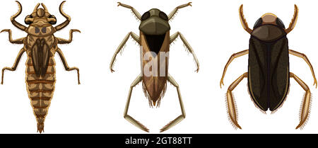 Set of different types of bugs and beetles Stock Vector