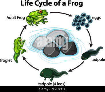Diagram showing frog life cycle on white background Stock Vector