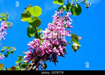 Many vivid pink flowers of Cercis siliquastrum, commonly known as Judas tree or Judas-tree, in a garden in a sunny spring day, beautiful outdoor flora Stock Photo