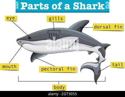 Diagram showing parts of shark Stock Vector