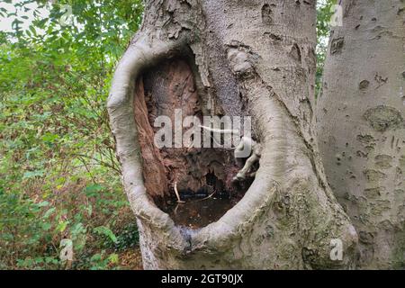 Water standing in the hole of a hollow tree Stock Photo