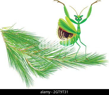 Mantis on Pine Tree Branch Stock Vector