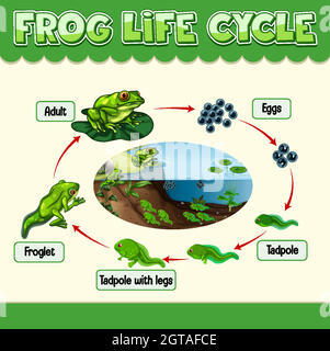 Diagram showing life cycle of Frog Stock Vector