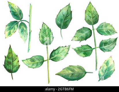 Green rose leaves isolated on a white background. Watercolor illustration, clipart Stock Photo