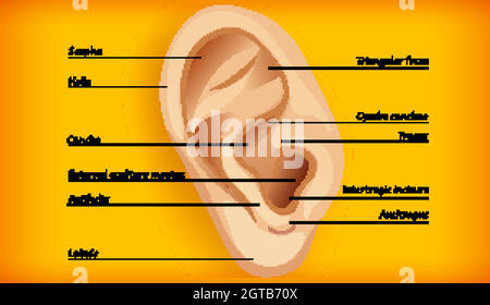 Anatomy of external ear Stock Vector