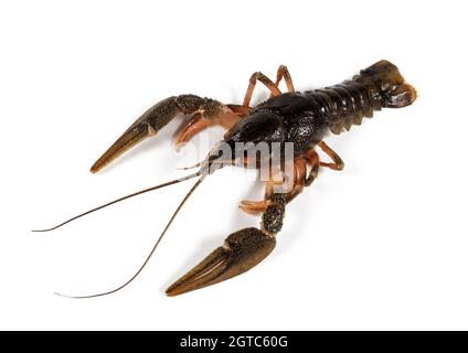 Crayfish isolated on white background, close-up Stock Photo