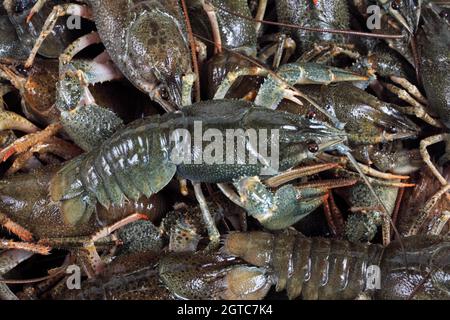 River live crayfish in a bowl close-up Stock Photo
