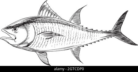 Atlantic bluefin tuna Stock Vector