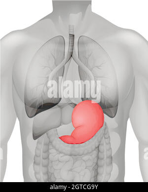 Human stomach diagram in detail Stock Vector