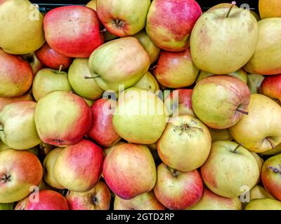 Group of part green part red delicious ripe apples in a crate, table top perspective, shot from above, farmers market detail. Natural condition GMO fr Stock Photo