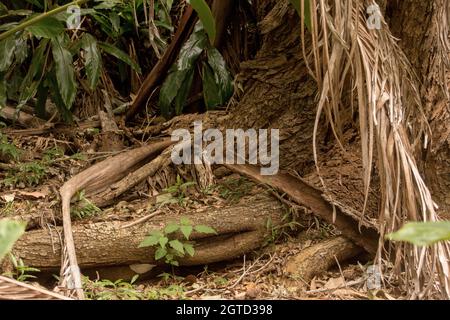 Forest floor of subtropical rainforest on Tamborine Mountain, Australia. Exposed  roots of eucalyptus tree, fallen palm fronds, native ginger leaves. Stock Photo
