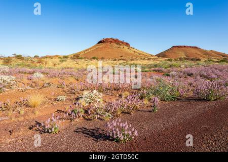 Mulla Mulla (Ptilotus exaltatus) and other wildflowers during the desert bloom near Karratha, the Pilbara, Western Australia, Australia