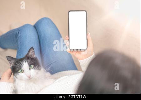 Mockup image of cellphone with empty screen in female hands. Cat relaxing behind. Cozy home atmosphere. Female hands using smartphone in blurred backg Stock Photo