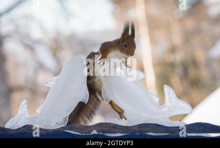 squirrel is climbing an ice fish Stock Photo
