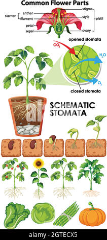 Diagram showing flower schematic stomata on white background Stock Vector