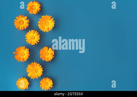 Beautiful background with orange marigold flowers pattern on blue backdrop. Colorful abstract background. Backdrop for your design. Flat lay style. Copy space. Stock Photo